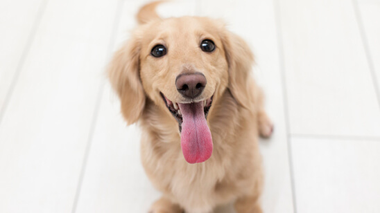 犬を飼いたいけど、独特の動物臭が心配