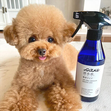 トイプードルしらす先輩